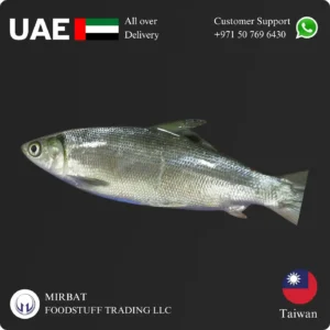 Taiwan Milk Fish 500/800 Gram size Supplier in UAE