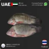 Tilapia whole 400/600 Gram Thailand Supplier in Abu Dhabi
