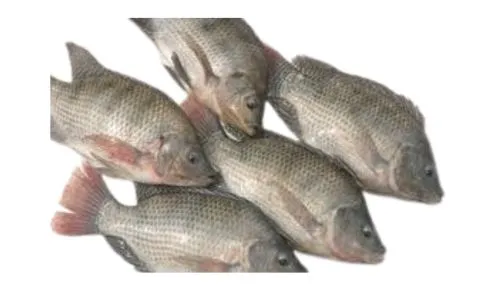 Frozen whole Tilapia supplier in Dubai