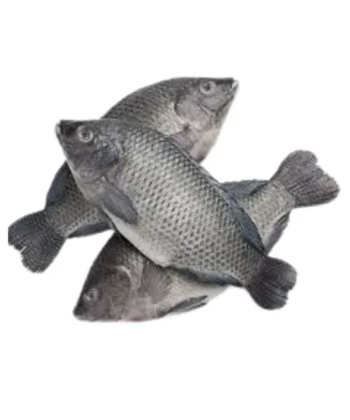 Frozen whole tilapia supplier in UAE