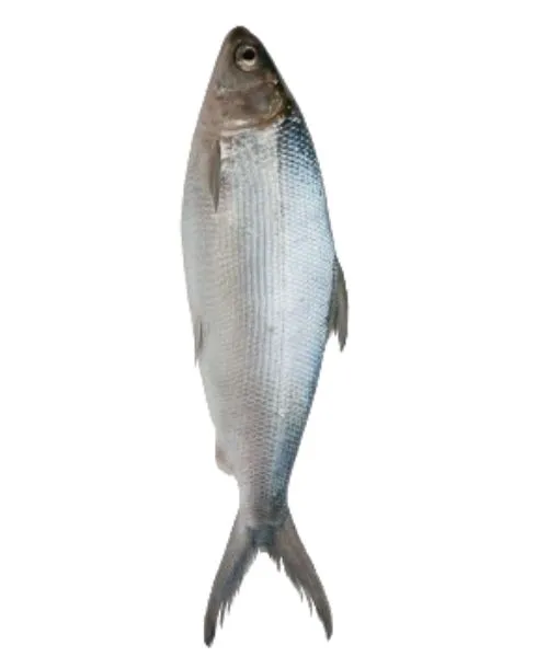 Frozen Milk fish supplier in UAE
