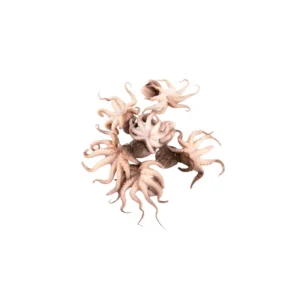 Frozen Baby Octopus whole