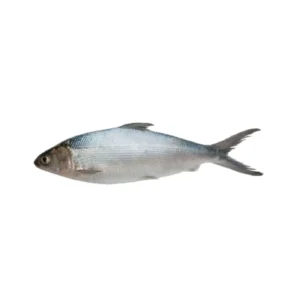 Frozen Milk Fish Taiwan 10 kg box