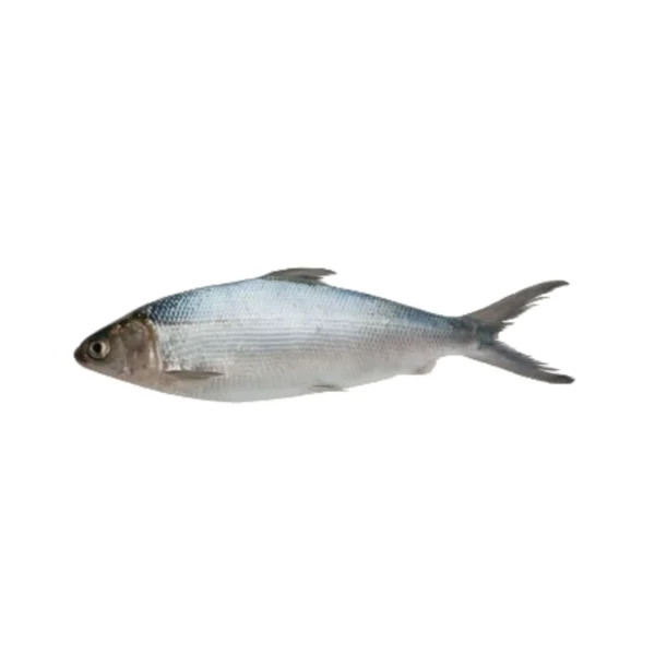 Frozen Milk Fish Taiwan 10 kg box
