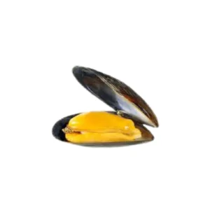 Frozen Half Shell Mussels China