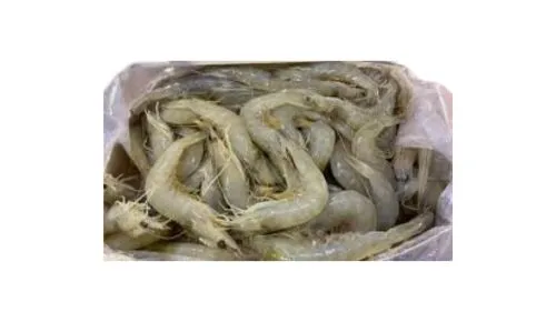 Iranian Shrimps 50/60 size price
