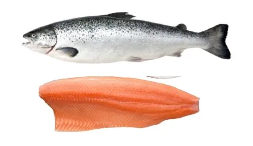 Frozen salmon fillet skin on