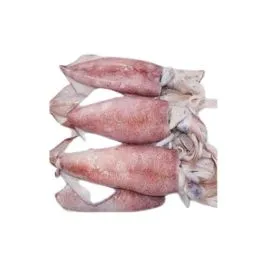 Squid