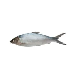Milk Fish