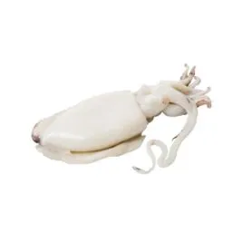 Cuttle Fish