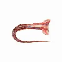 OX Tail