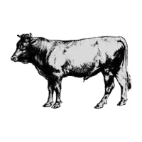 Beef