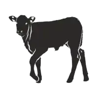 Veal