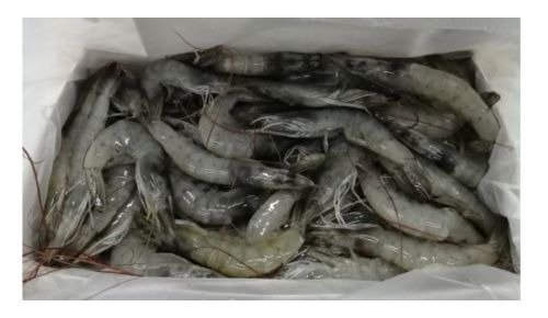 30/40 Shrimps Ecuador