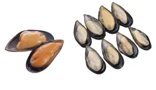 Foodstuff Supplier Half Shell Mussels China suppliers in UAE