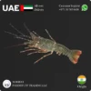 Frozen Lobster Whole 200-300g size India Supplier in UAE