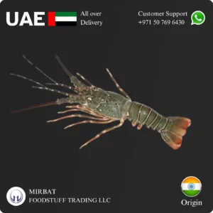 Frozen Lobster Whole 200-300g size India Supplier in UAE