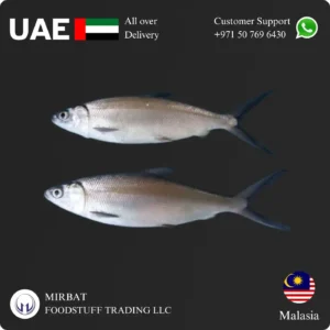 Milk Fish 300-500 gram Malaysia Supplier in UAE