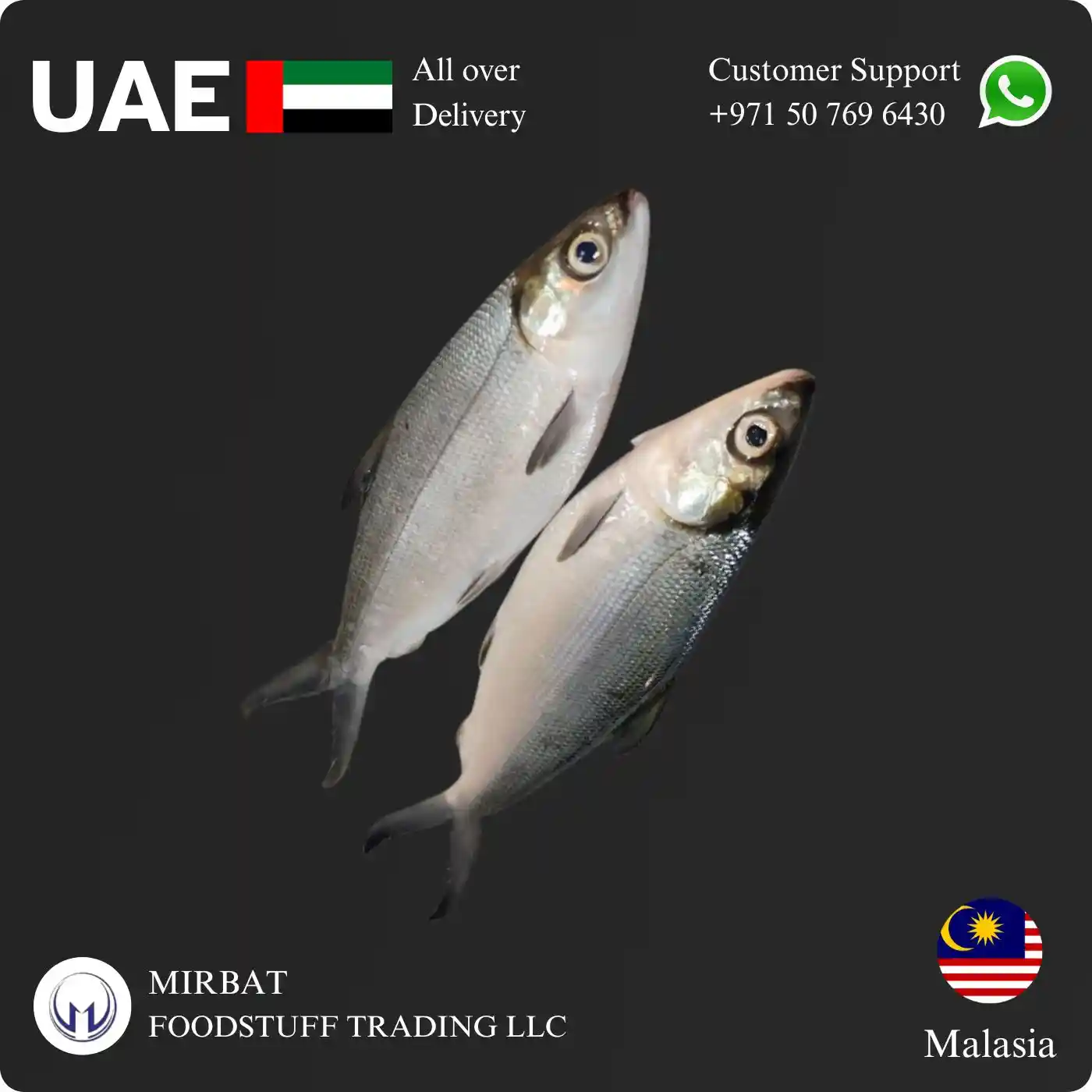 Foodstuff Supplier Milk Fish 500-800 gram Malaysia Supplier in UAE