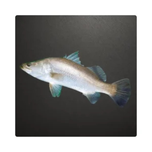 Barramundi